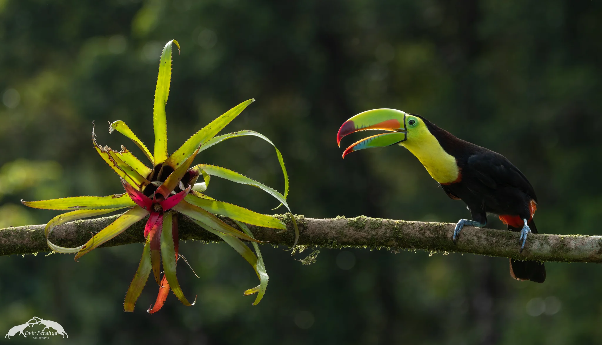 Keel-billed toucan, Boca Tapada